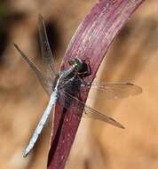 Image of Two-striped Skimmer