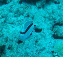 Image of Banded Angelfish