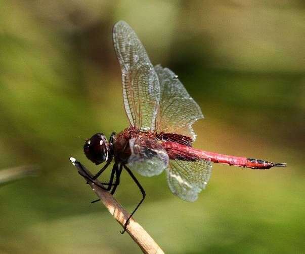 Tramea limbata (Desjardins 1835) resmi