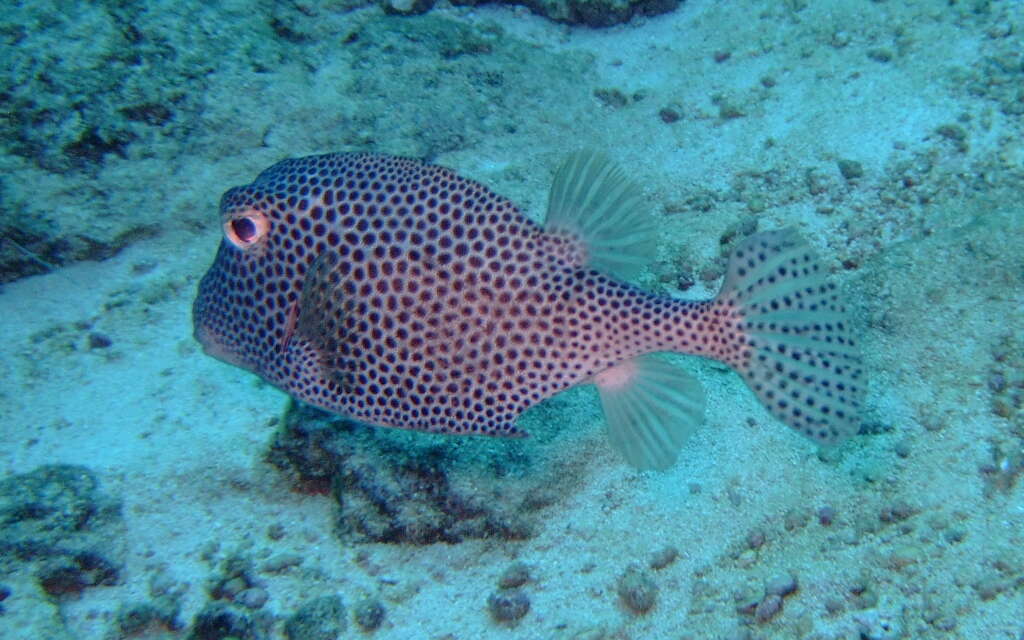 Image of Spotted Boxfish