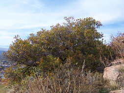 Image de Quercus undulata Torr.