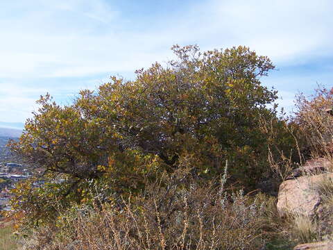 Imagem de Quercus undulata Torr.