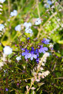 Image of edging lobelia