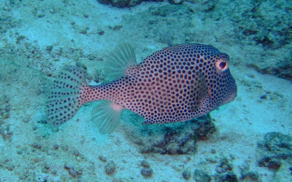 Image of Spotted Boxfish