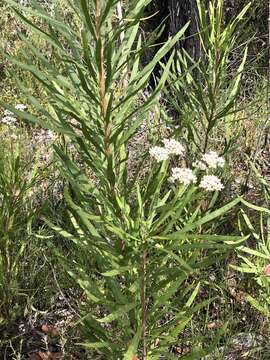 Image of Conospermum burgessiorum L. A. S. Johnson & Mc Gill.