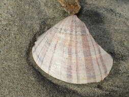 Image of Pismo clam