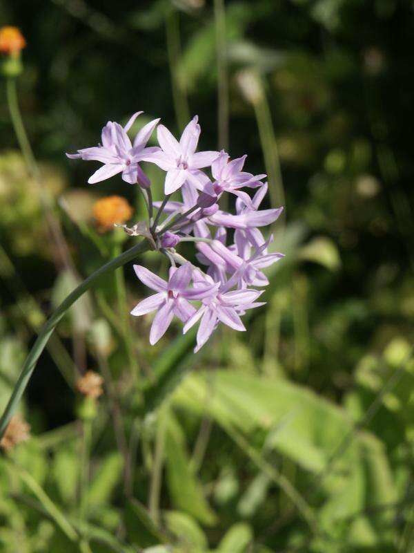 Tulbaghia violacea Harv. resmi