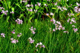 Tulbaghia violacea Harv. resmi