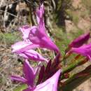 Sivun Watsonia borbonica subsp. borbonica kuva