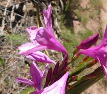 Image of Watsonia borbonica subsp. borbonica