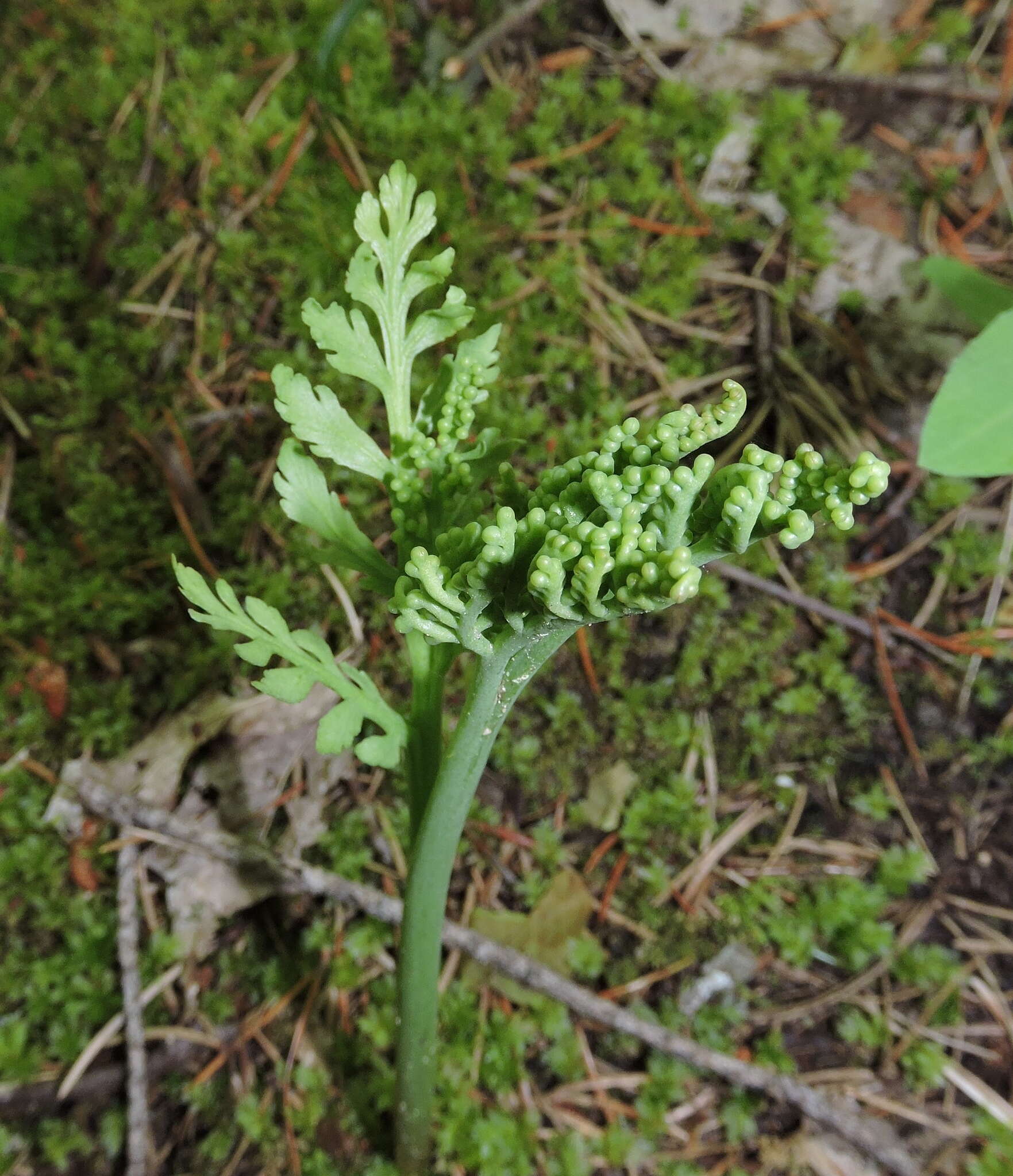 Image of branched moonwort