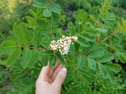 Image of western mountain ash