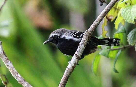 Image of Southern White-fringed Antwren