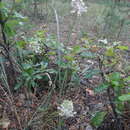 Image of Allium saxatile M. Bieb.