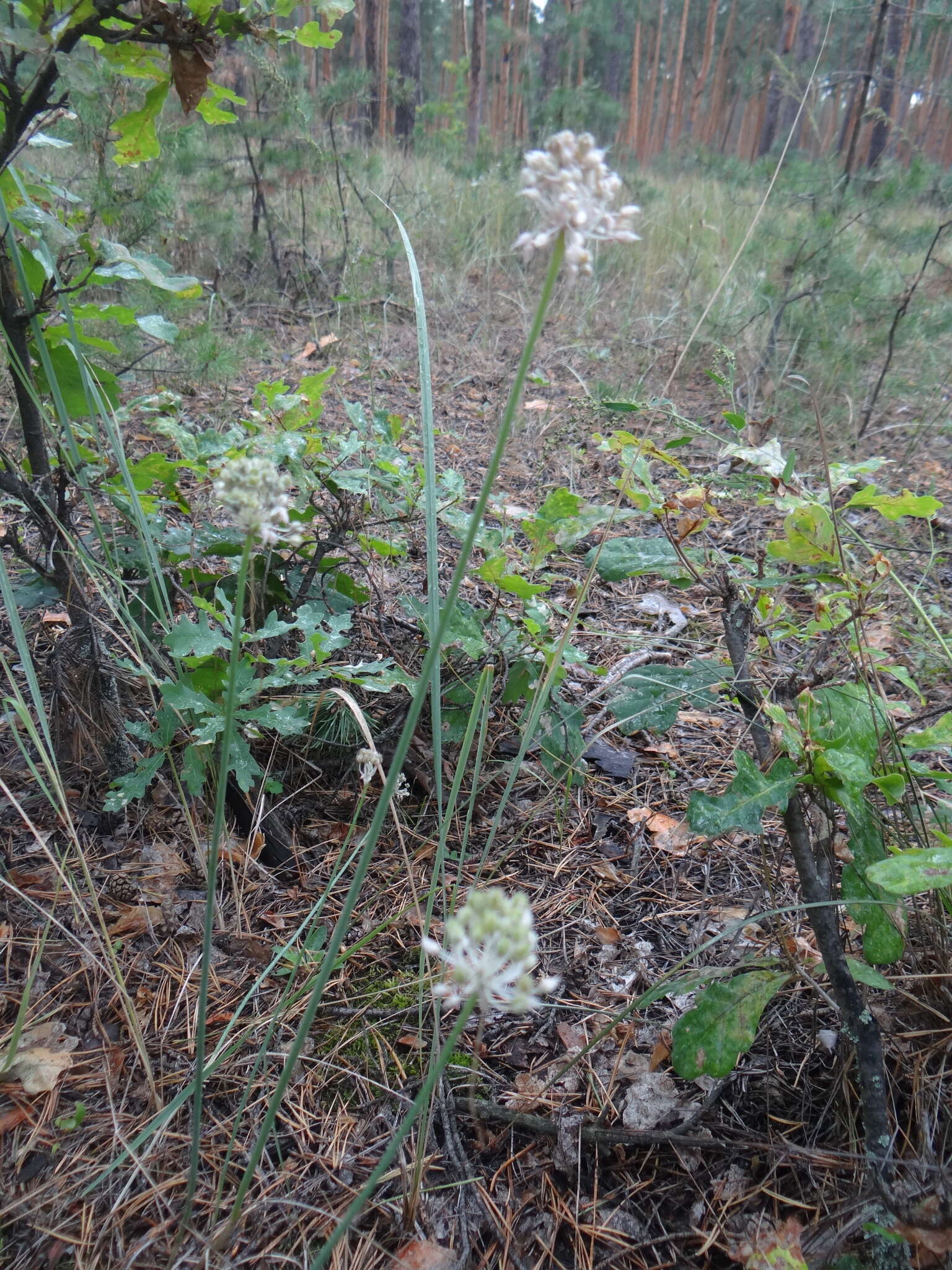 Image of Allium saxatile M. Bieb.