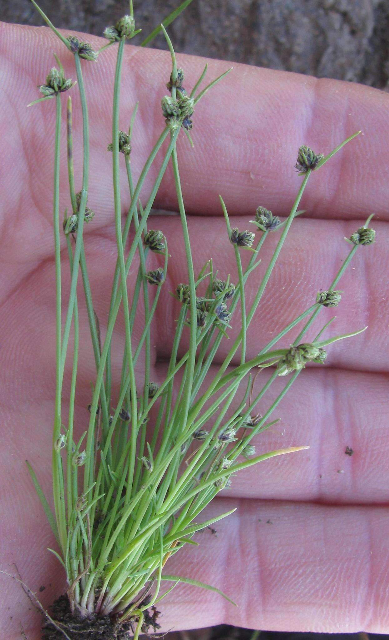 Image of Isolepis sororia Kunth