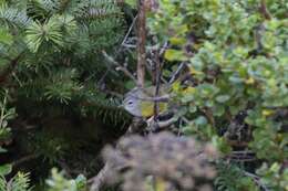 Image of MacGillivray's Warbler