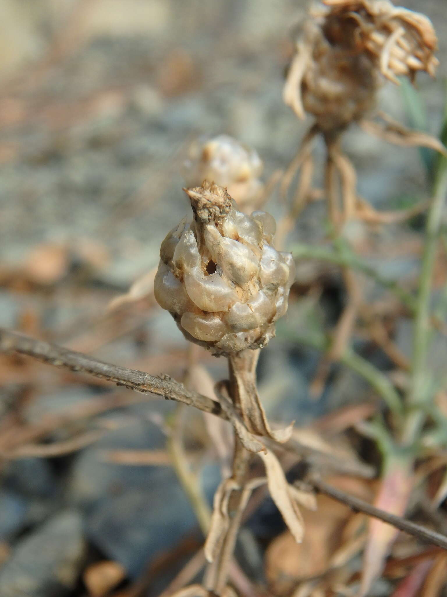 Image of Centaurea sarandinakiae Illarionova