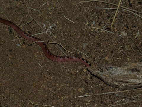 Image of Thornscrub or Desert Hooknose Snake