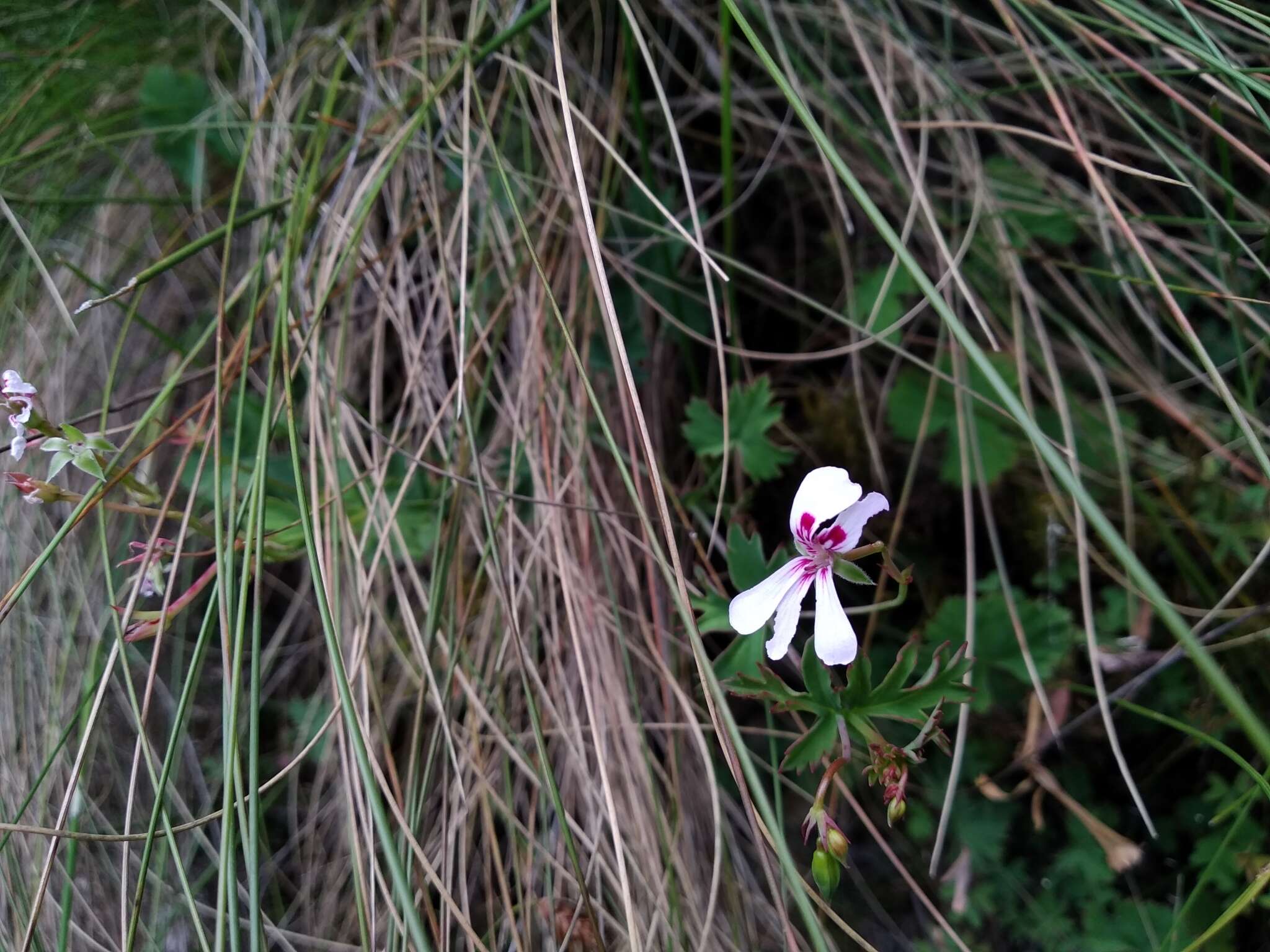 Image of Pelargonium patulum var. patulum