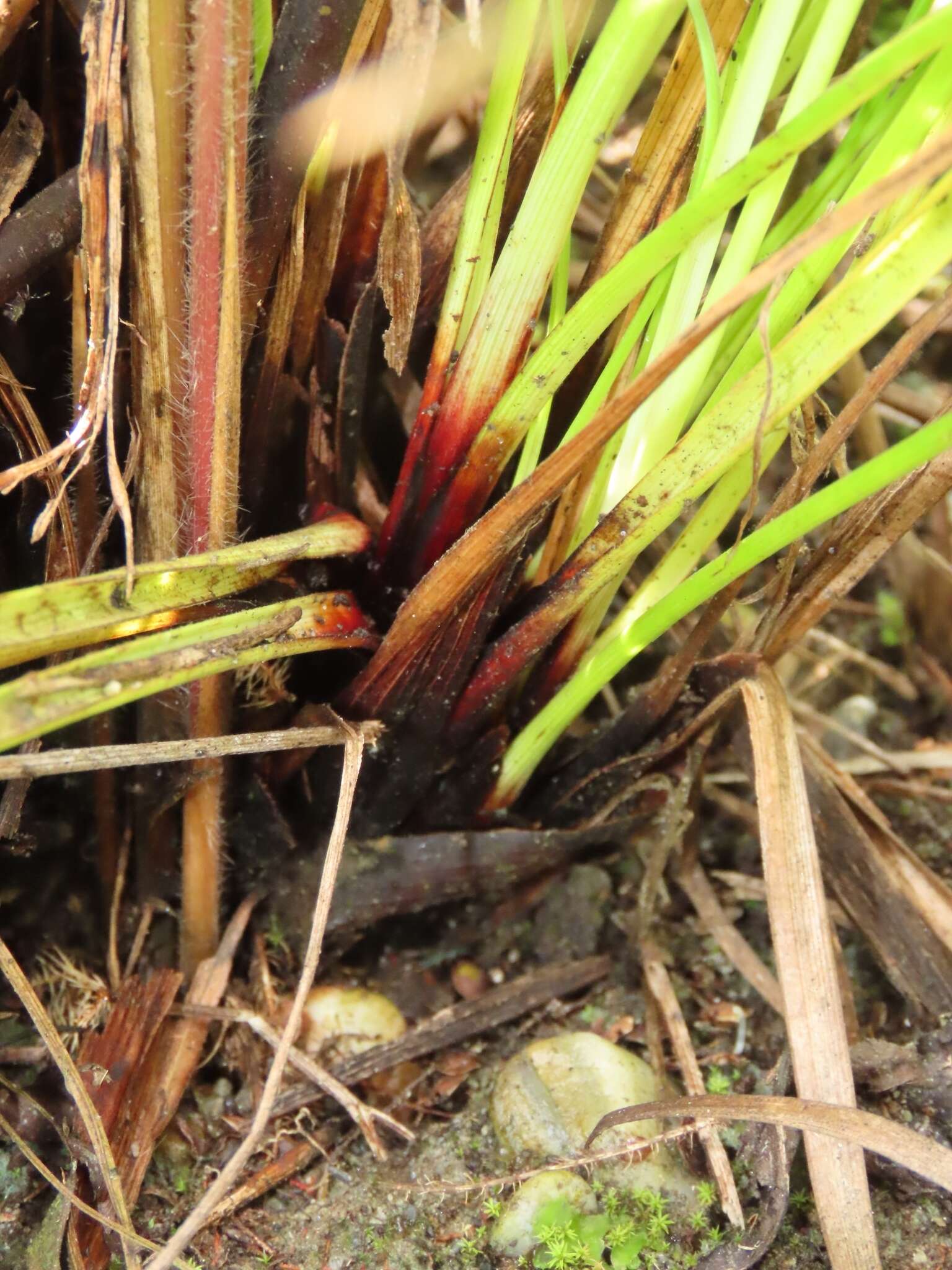 Image of Schoenus falcatus R. Br.