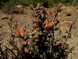 Image of Ruschia cradockensis subsp. triticiformis (L. Bol.) H. E. K. Hartm. & D. Stüber