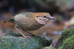 Image of Rusty-naped Pitta