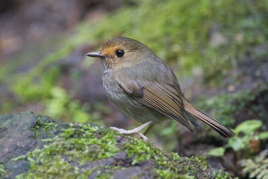 Image of Rufous-browed Flycatcher