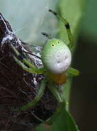 Image of Aoaraneus pentagrammicus