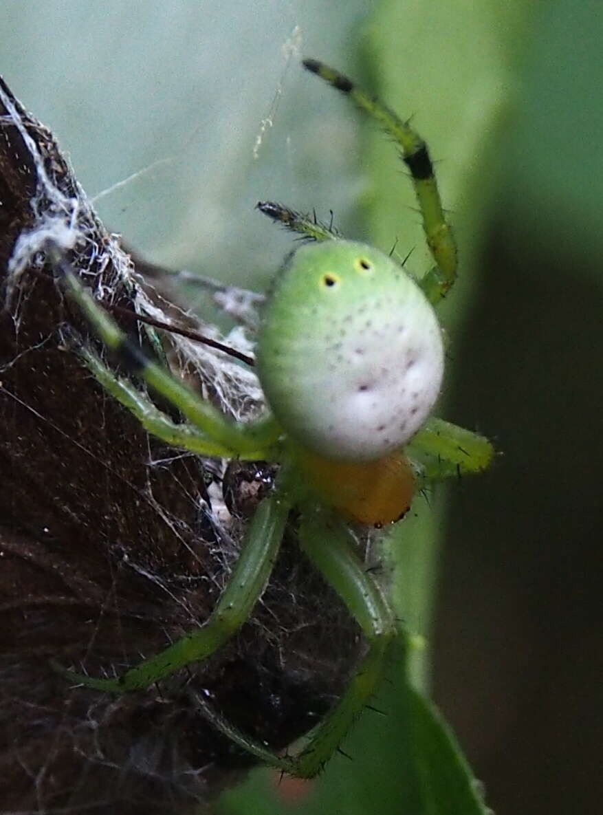 Image of Aoaraneus pentagrammicus