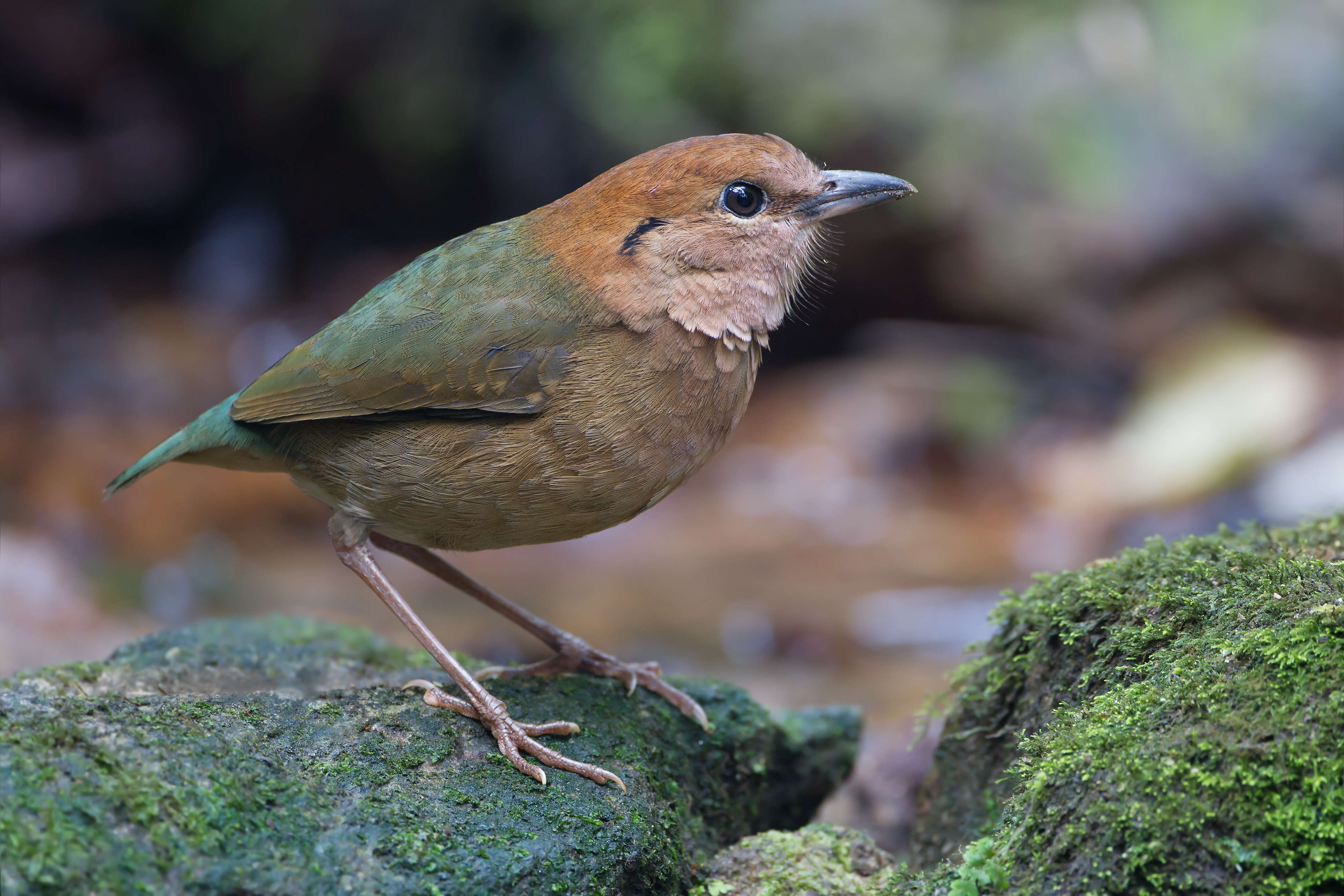 Image of Rusty-naped Pitta