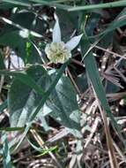 Image de Passiflora cisnana Harms