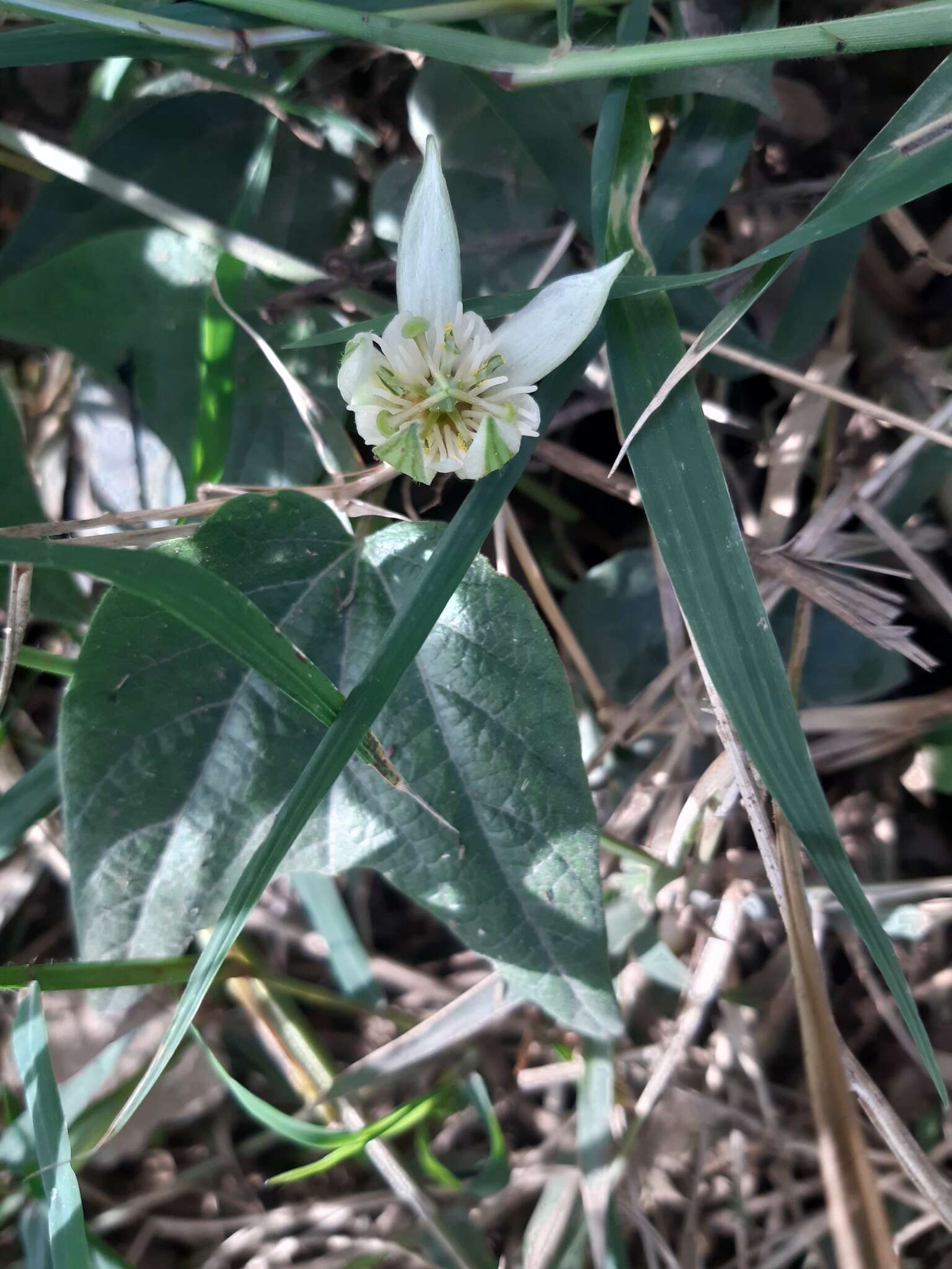 Image of Passiflora cisnana Harms