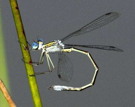 Image of Common Spreadwing