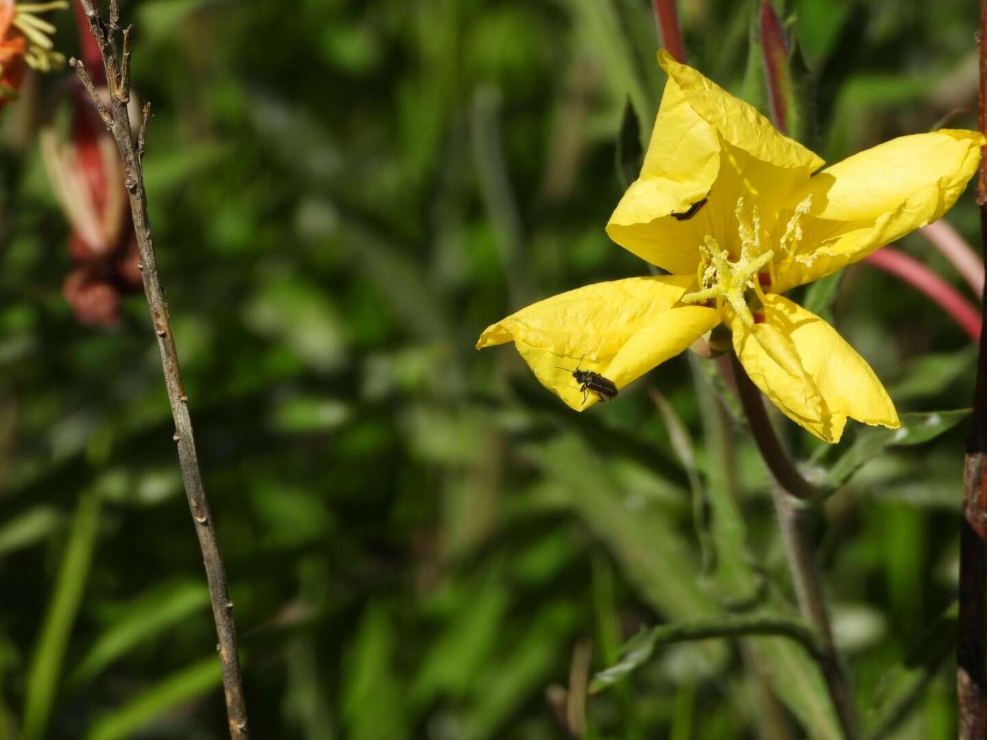 Oenothera affinis Camb. resmi