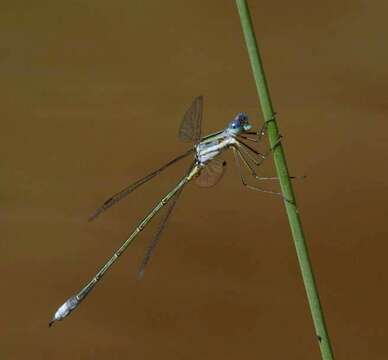 Image of Common Spreadwing