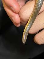 Image of Anderson's Mountain Keelback