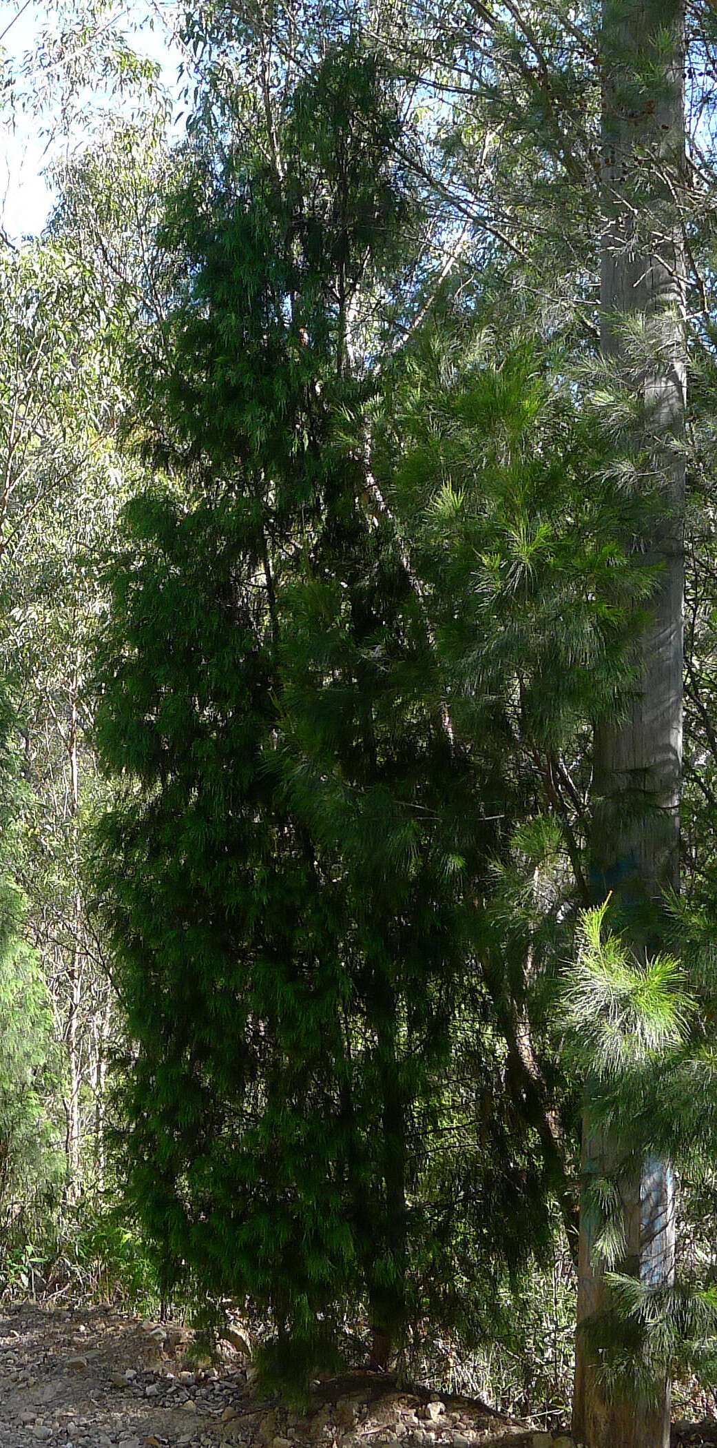 Image of Illawara Mountain Pine