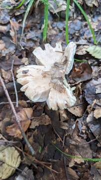 Image of Amanita longistriata S. Imai 1938