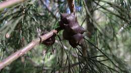 Image of Illawara Mountain Pine