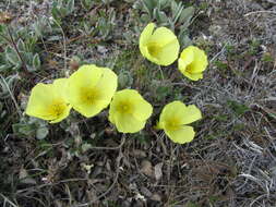 Слика од Papaver pulvinatum subsp. interius V. V. Petrovskii