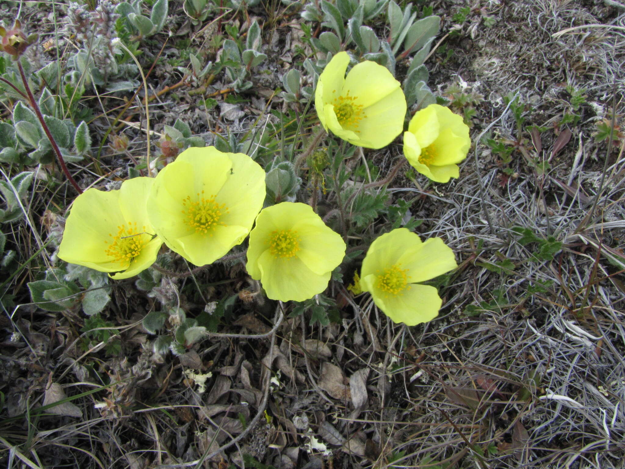 Слика од Papaver pulvinatum subsp. interius V. V. Petrovskii