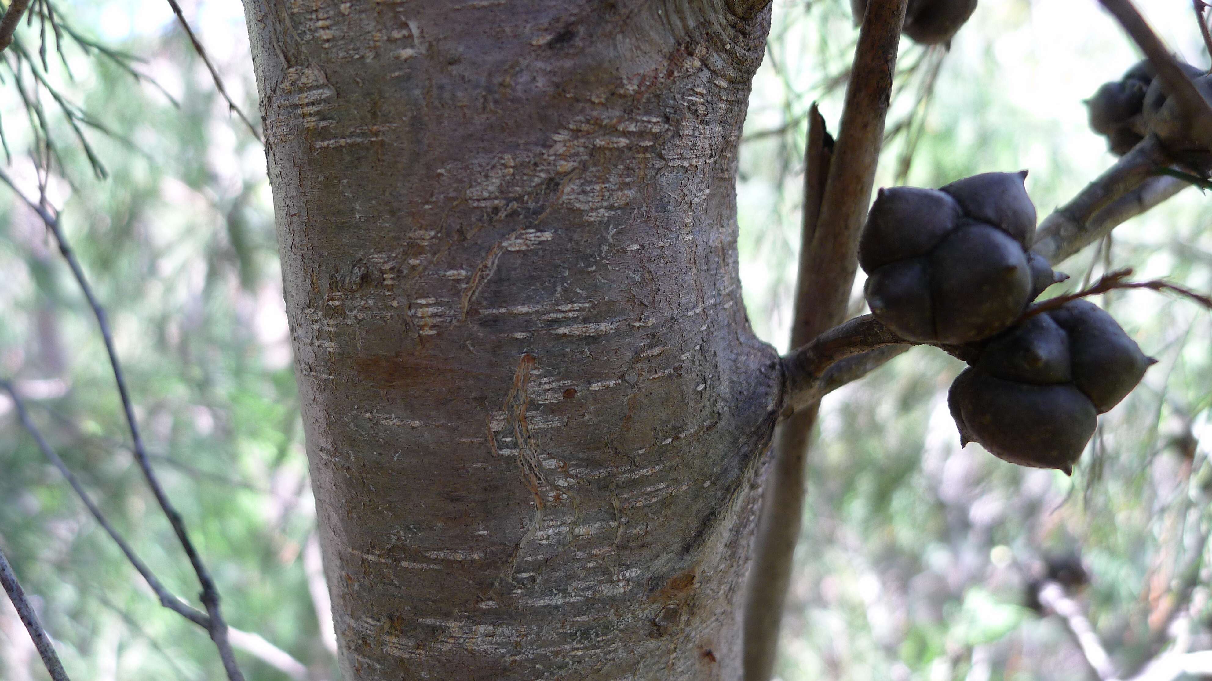 Image of Illawara Mountain Pine