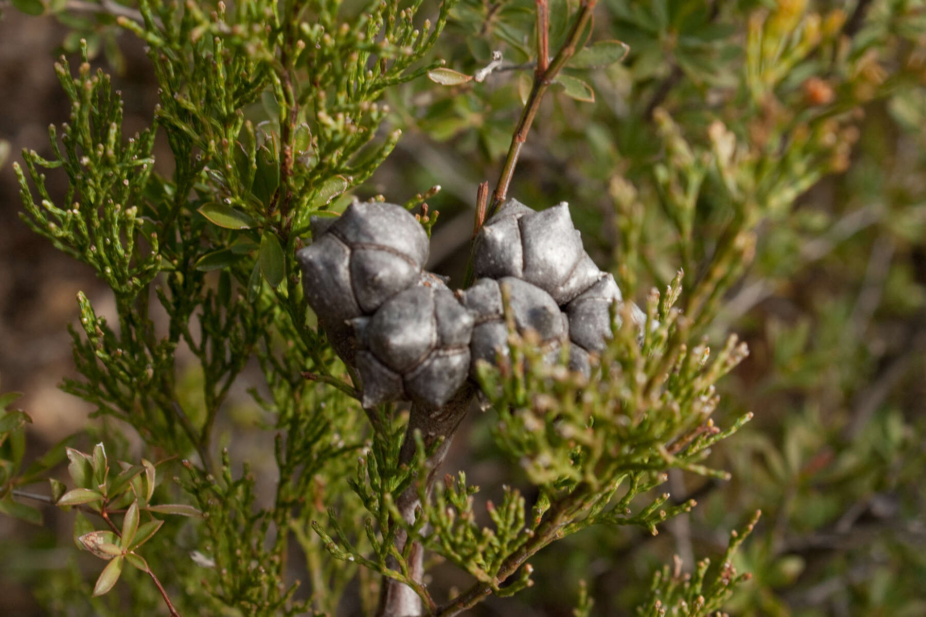 Image of Illawara Mountain Pine