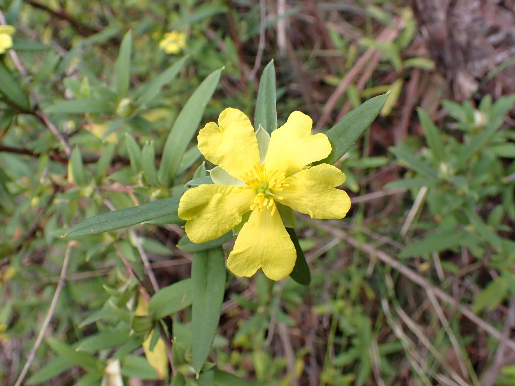 Image of Hibbertia saligna R. Br. ex DC.