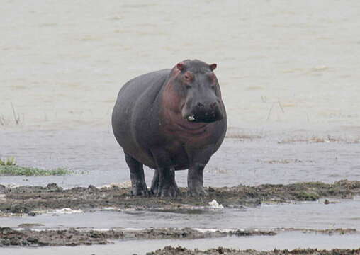 Image of Common Hippopotamus