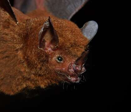 Image of Chestnut Short-tailed Bat