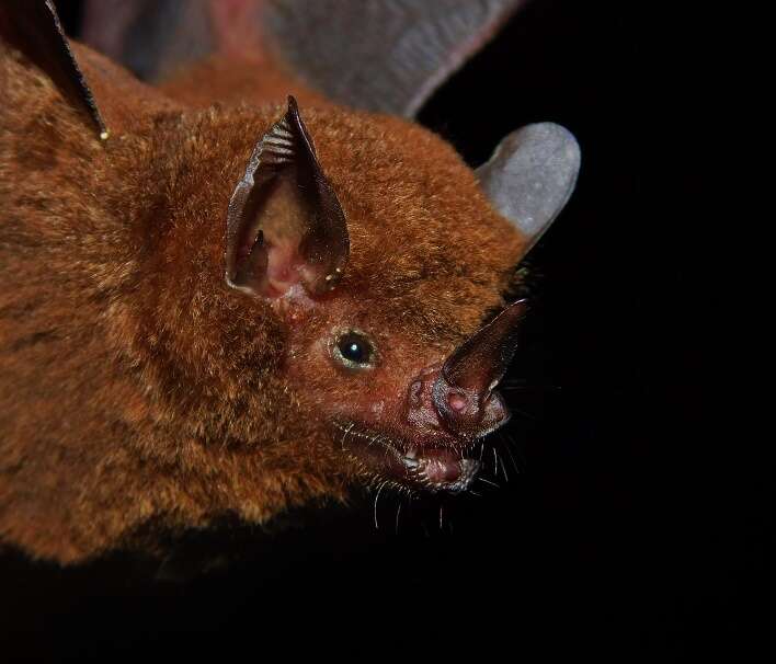 Image of Chestnut Short-tailed Bat