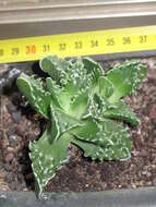 Image of Faucaria tigrina (Haw.) Schwant.