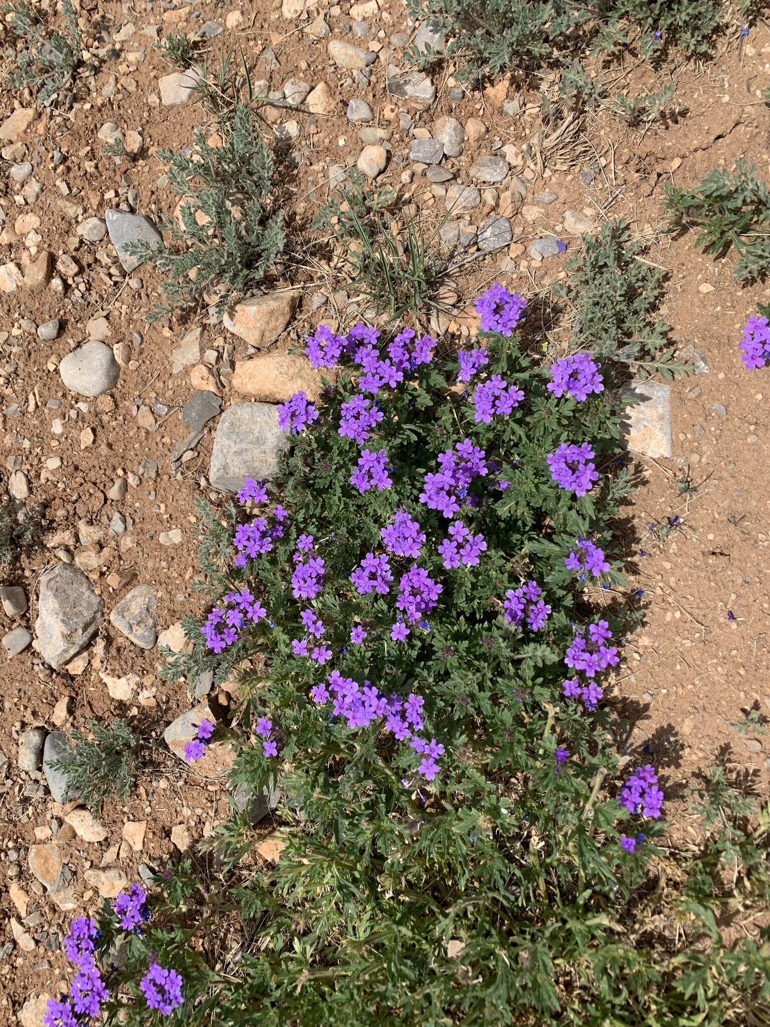 Image of Davis Mountain mock vervain